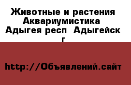 Животные и растения Аквариумистика. Адыгея респ.,Адыгейск г.